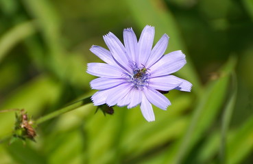 buggy flower - 177371114