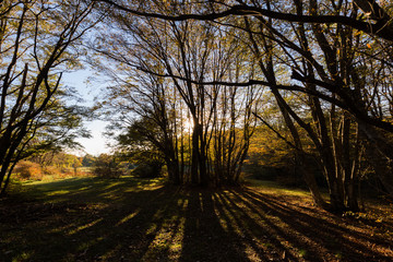 Naklejka premium A backlit group of fagus projecting long shadows on the ground, with warm autumn colors