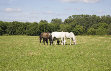 Fototapeta na wymiar horses grazing in a field