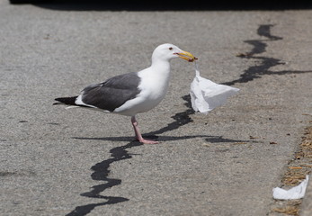 gull, with tissue - 177371757