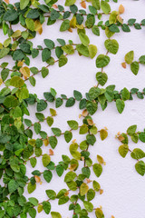 clambering plant on white wall