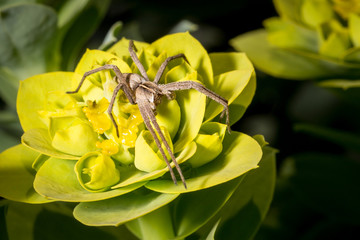 Spider on yellow flower