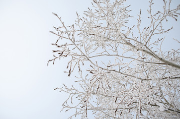 Fototapeta na wymiar frost branches