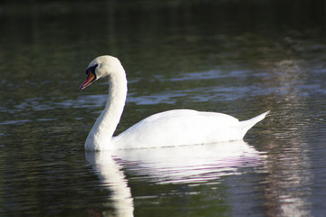 White swan in the water.