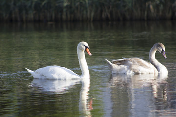 Swans on the lake. Swans with nestlings. Swan with chicks. Mute swan family.