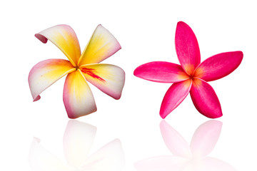 plumeria flower isolated on white background