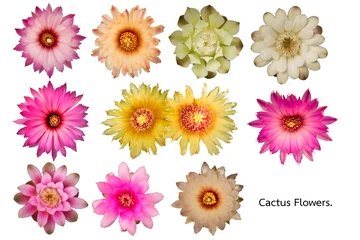 Foto op Canvas Set of cactus flowers isolated on white background. © wacharaphong