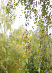 autumn birch twigs on the background of birch trees.