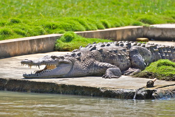jamaica crocodile, side view - 177373156
