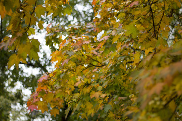 Yellow maple leaves on a twig in autumn