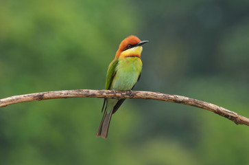 Chestnut-headed Bee-eater (Merops leschenaulti)