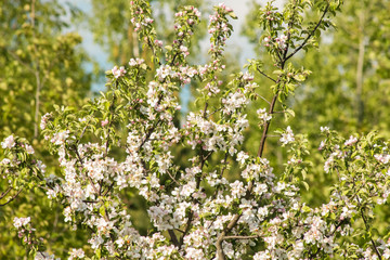 beautiful apple blossoms close against the blue sky on a bright sunny day
