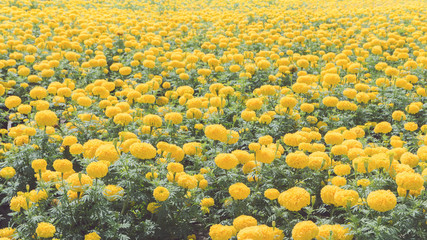 Marigold flowers on the farm for decorate use in the royal burial ceremony. The 9th King of...