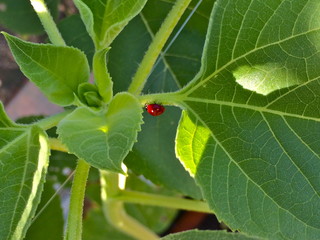 ladybug, inverted - 177373912