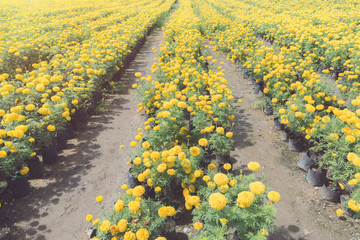 Marigold flowers on the farm for decorate use in the royal burial ceremony. The 9th King of...