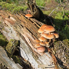 Graublättriger Schwefelkopf, Hypholoma capnoides