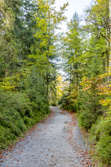 Forest trail in Saxon Switzerland National Park
