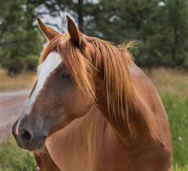 Brown horse with white forehead closeup