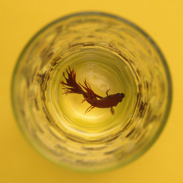 Fish In A Cup