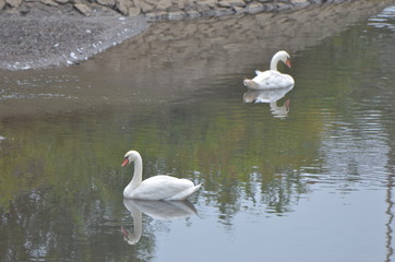 千波公園のはくちょう