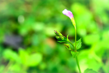 grass flower