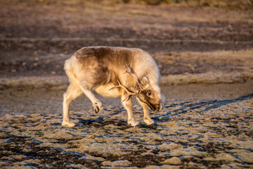 Rodzina w terenie © blackspeed