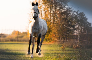 Beautiful arabian horse run gallop in flower field