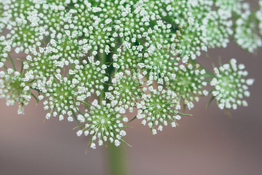 Macro of queen anne's lace flower