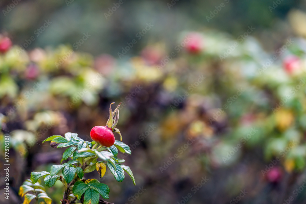 Sticker Red rosehip in the fall season