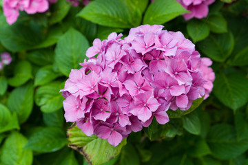 Closeup of blooming pink hortensia flower hydrangea flower with natural green background. Selective focus. Shallow depth of field.