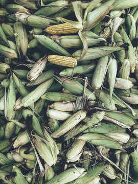 Pile of harvested corn