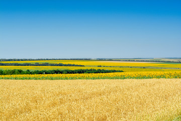 Rural summer landscape, Ukraine - a field of wheat and sunflower fields. Fields of wheat and sunflowers, blue sky and space for text.