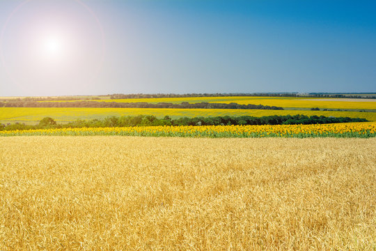 Rural summer landscape - wheat field and sunflower fields. Fields of wheat and sunflowers, blue sky and space for text.