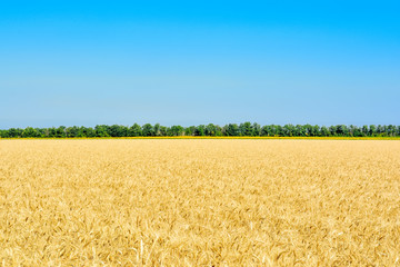 Wheat field and trees on the horizon, blue sky, space for text.