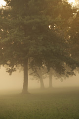 Fog between the trees in the early morning with sun behind the branches