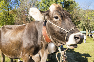 Cow at a Cattle Fair