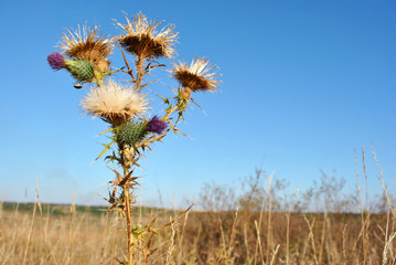 Fototapeta premium Silybum marianum (cardus marianus, milk thistle, blessed milkthistle, Marian thistle, Mary thistle or Scotch thistle) dry flowers, autumn sky and grass background, soft bokeh