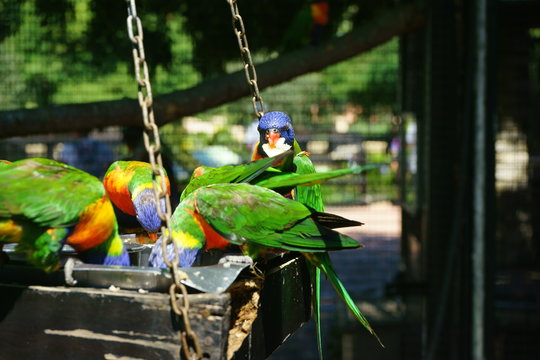 Lorikeet Feeding Scheme