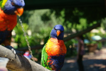 lorikeet feeding scheme