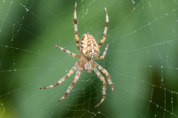 spinne im netz