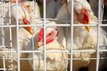 Hens in a cage on a poultry farm
