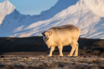 Rodzina w terenie © blackspeed