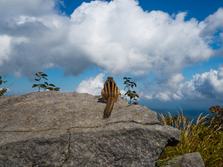 Fototapeta premium A Cloud Gazer
