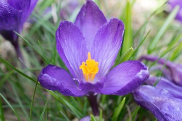 Fototapeta premium Purple Crocus
