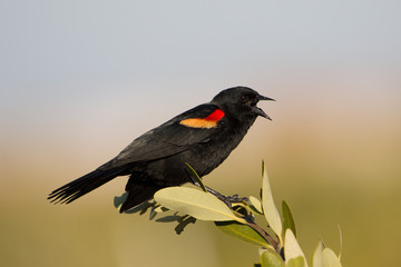 Red-winged blackbird (Agelaius phoeniceus), Florida