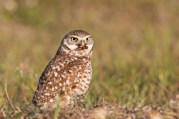 Burrowing owl with prey (Athene cunicularia), Cape Coral, Florida