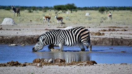 Fototapeta na wymiar Water hole Zebra