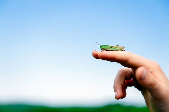 Child holds a grasshopper