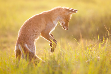 red fox in beautiful light