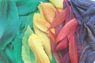 Coloured autumn leaves